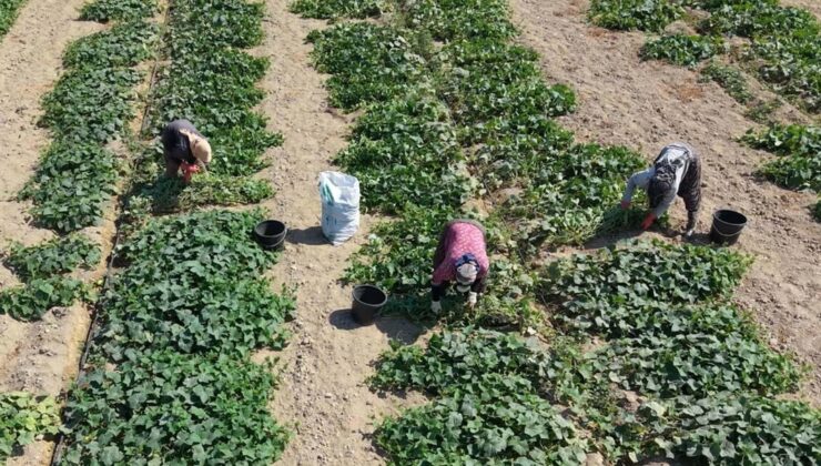 İzmir Ödemiş’te salatalık üreticileri güz hasadına başladı, fiyatlar geriye geldi