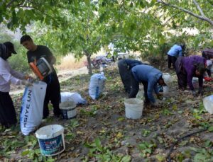 Kahramanmaraş Çağlayancerit’te ceviz hasadı başladı, 8 bin ton bekleniyor