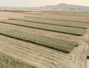 Kahramanmaraş Türkoğlu’nda ak darı hasadı başladı, dönümde 350-500 kg verim alınıyor