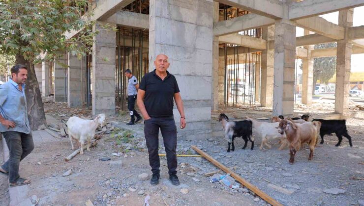 Kahramanmaraş’ta inşaatta bulunan 9 keçi için esnaf sahibini arıyor