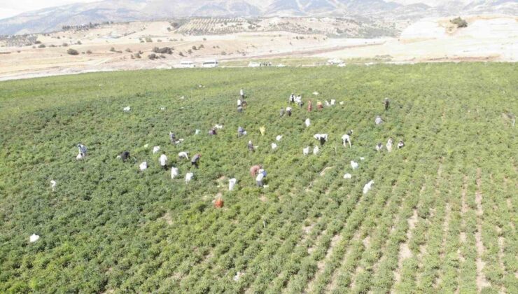 Kahramanmaraş’ta Maraş biberinde hasat başladı, tarlada kilosu 150-200 lira