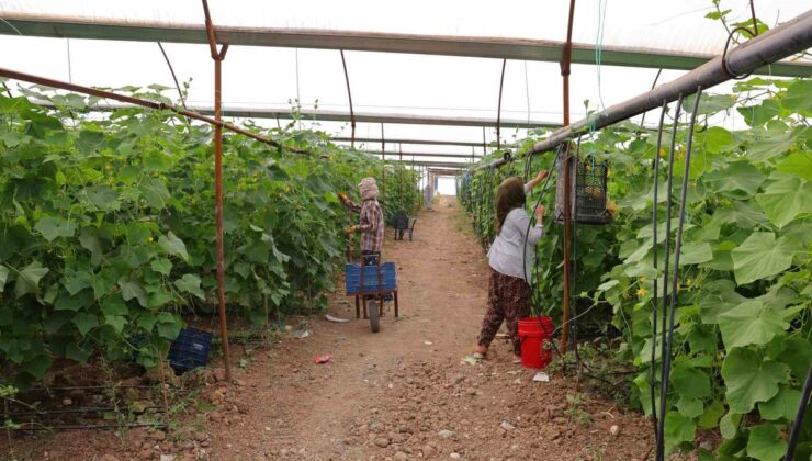 Kahramanmaraş’ta turşuluk kornişon hasadı başladı, serada kilosu 30 liraya satılıyor