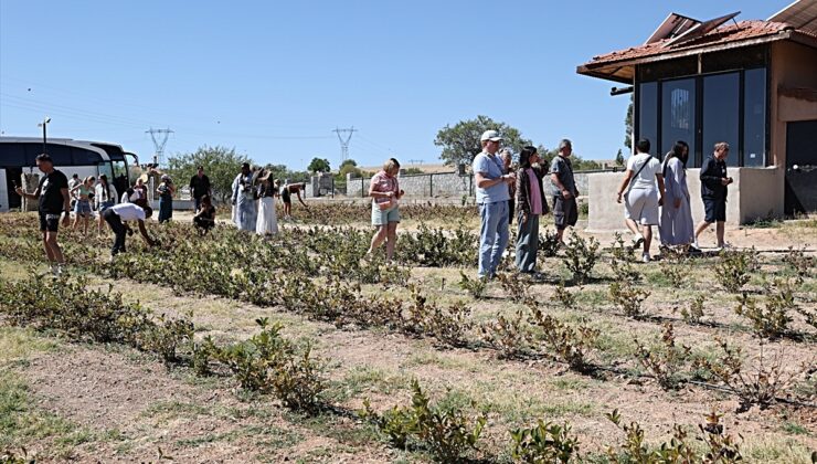 Kapadokya’yı gezen turistler Avanos’ta aronya hasadına katıldı