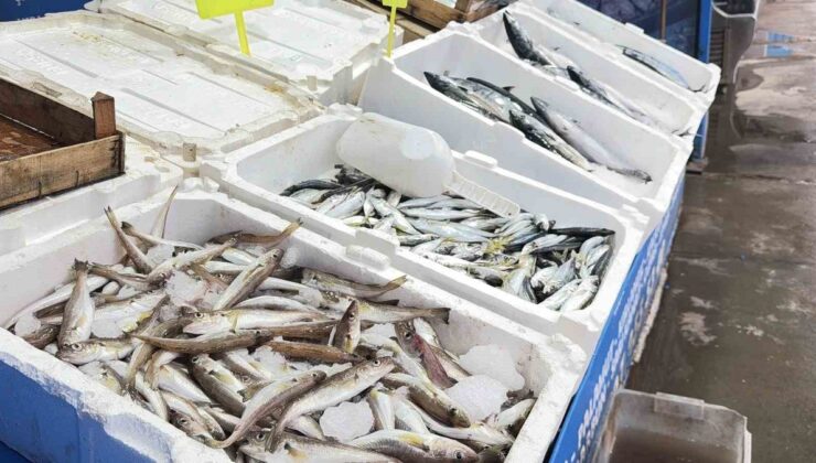 Karaburun’da palamut bolluğu yaşanıyor, tane 100 liradan satılıyor