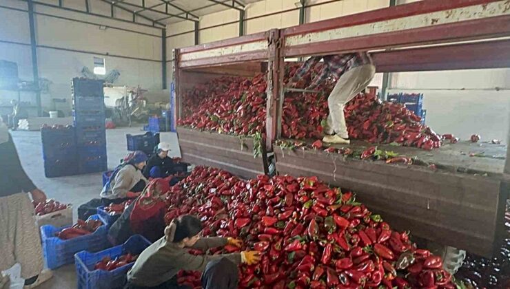 Karacabey’de salçalık biber hasadı sürüyor, çıkış fiyatı 35-40 lira olmalı
