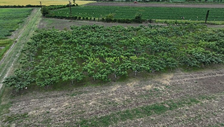 Karadeniz Tarımsal Araştırma Enstitüsü incir genetiğini Bafra’da koruma altına aldı