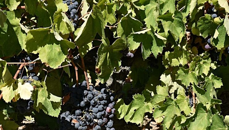 Kavacık üzümü bahçede 60, markette 200 lira! Üretici aradaki fiyat uçurumuna isyan etti