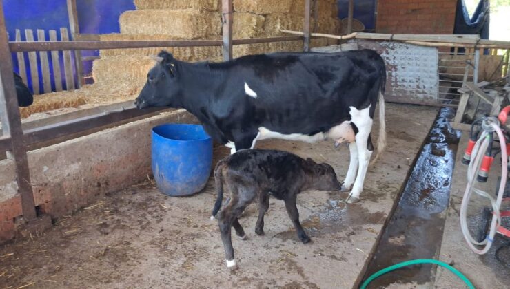 Kaybolan gebe inek yavrusuyla geri döndü