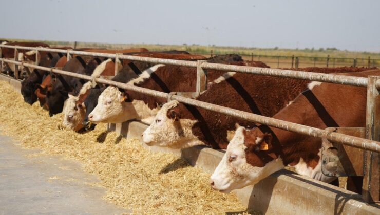 Kırsalda Bereket projesiyle TİGEM’de yetiştirilen 12 bin 680 Angus üreticilere ulaştı