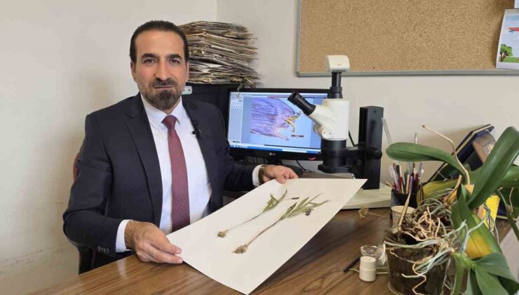Muş Kurtik Dağı’ndaki yeni bitki türü Fritillaria damlana bilim dünyasına girdi