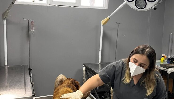 Ordu Aybastı’da sahipsiz köpeğin çenesine batan demir parçası çıkarıldı