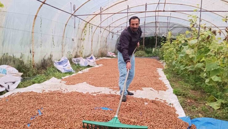 Ordu Kumru’da fındık üreticisi, yağış nedeniyle mahsulünü serada kurutuyor