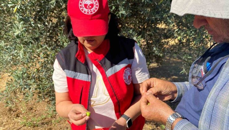 Salihli Tarım Müdürlüğü zeytin sineğine karşı üreticilere ruhsatlı ürün uyarısı yaptı