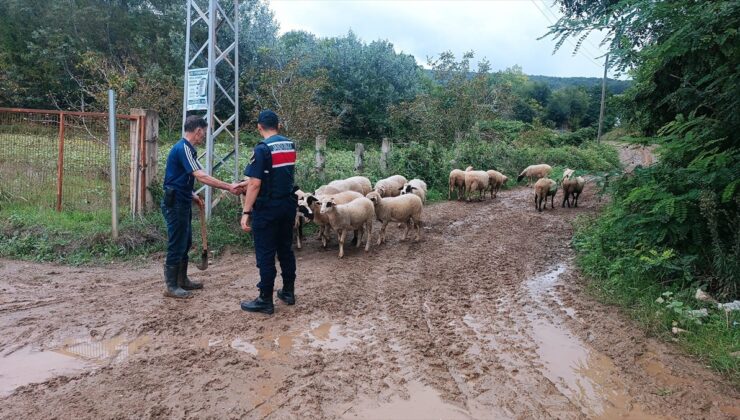 Samsun Bafra’da kaybolan 17 küçükbaş hayvan jandarmanın dronlu aramasıyla bulundu