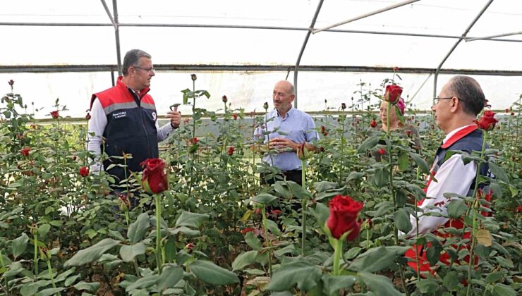 Samsun’da 92 dekarda kesme çiçek üretimi yıllık 7 milyon adedi geçti