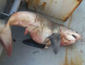 Saros’ta ağları toplayan balıkçılar orkinos sandı! Tekneden 65 kiloluk köpek balığı çıktı