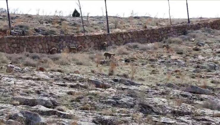 Sivas Divriği’deki cam seyir terası çevresinde dağ keçileri görüntülendi