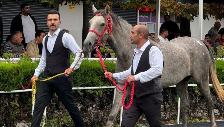 Sultansuyu’nun 12 elit Arap tayı Veliefendi’de 49 milyon 600 bin liraya satıldı