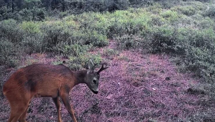 Tekirdağ’da Ganos Dağları’ndaki fotokapanlara karacalar yiyecek ararken yansıdı