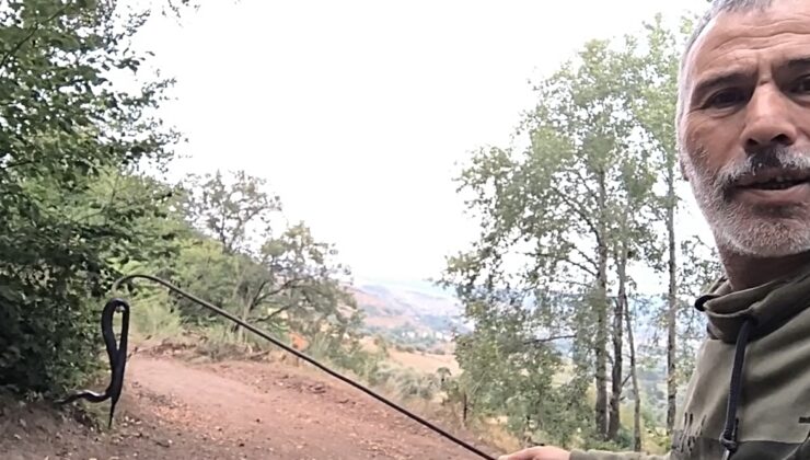 Tokat Başçiftlik’te doğa fotoğrafçısı kuşburnu toplarken Baran engereği görüntüledi