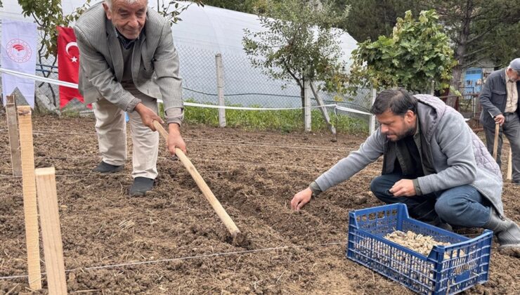 Türkiye’de bir ilk! Kilosu altın değerinde, yeni gelir kapısı oldu
