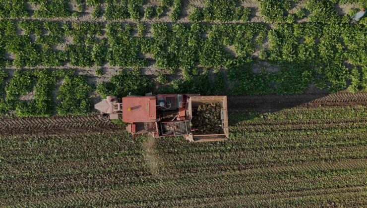 Yozgat’ın Battal köyünde şeker pancarı hasadı başladı, yağışlar üreticiyi sevindirdi