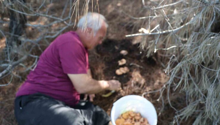 Adana Kozan’da kanlıca mantarı bolluğu yaşanıyor, kilogram fiyatı 300 lirayı buluyor