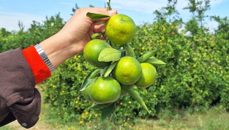 Adana’da erkenci mandalina hasadı başladı, TIR sıkıntısı boş TIR izniyle aşılacak