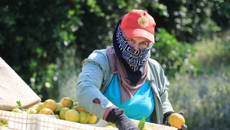 Adana’da mandalina dalında 3 liraya düştü! İhraç edilemeyen ürün ağaçta kalma tehlikesiyle karşı karşıya