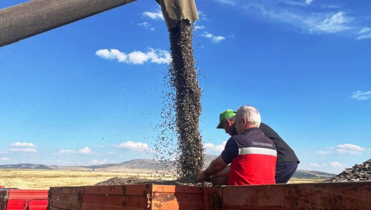 Altıntaş’ta İlçe Tarım ve Orman Müdürlüğü’nce Kuyucak’ta ayçiçeği hasadı denetlendi
