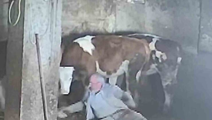 Amasya’da besiciye sevmek istediği inek tekme attı, o anlar kameraya yansıdı