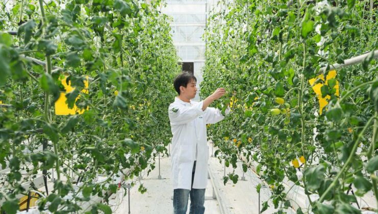Anhui Changfeng’de tohumculuk şirketlerine finansman ve politika desteği veriliyor