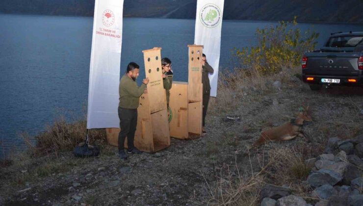 Antalya’dan Bitlis’e getirilen 1 yetişkin dişi ve 1 yavru yaban keçisi doğaya salındı