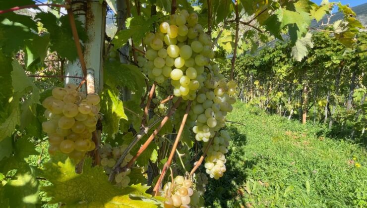 Artvin Yusufeli’de Peterek üzümünün hasadı başladı, kilosu yaklaşık 200 lira