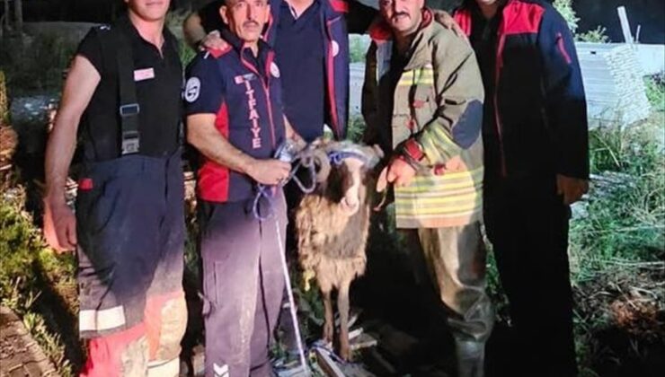 Asi Nehri’ne düşen koyun, Hatay Antakya’da itfaiyenin halatlı müdahalesiyle çıkarıldı