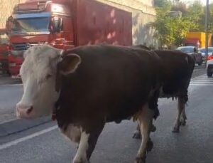 Ataşehir’de başıboş bırakıldığı öne sürülen inekler trafikte görüntülendi