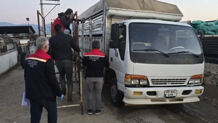 Aydın Nazilli’de hayvan pazarında küpesi ve belgesi eksik hayvanlar geri çevrildi
