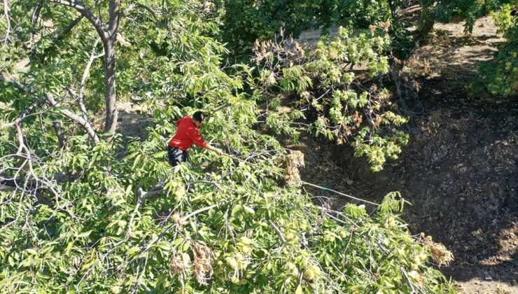 Aydın’da kestane hasadı başladı! 15-20 metre yükseklikte çalışan sırıkçılar günlük 5 bin lira kazanıyor