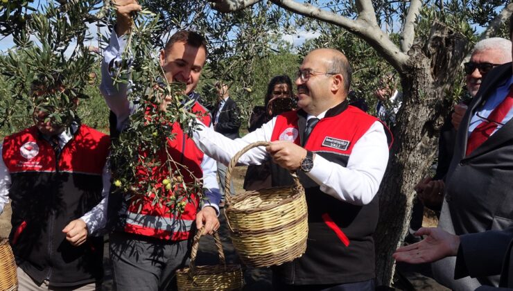Ayvalık Altınova’da zeytin hasat sezonu Vali Ustaoğlu’nun katıldığı törenle başladı