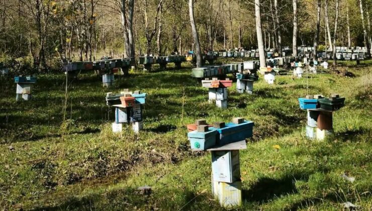 Bartın’da arılı kovan desteği başvuruları 30 Ekim’de sona eriyor