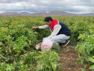 Bayburt’ta tohumluk patates alanlarında karantina kapsamında toprak kontrolü yapıldı
