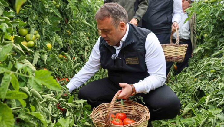 Bilecik Valisi Sözer, Osmaneli Oğulpaşa’da salçalık domates hasadına katıldı