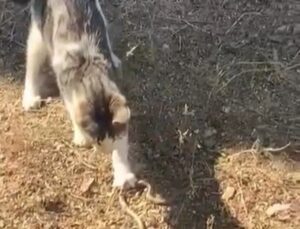 Bilecik’te kedi, fareyle oynar gibi yılanla oynarken cep telefonu kamerasına yansıdı