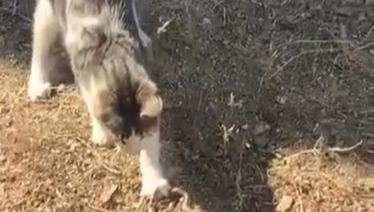 Bilecik’te kedi, fareyle oynar gibi yılanla oynarken cep telefonu kamerasına yansıdı