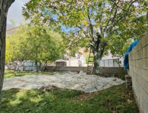 Bitlis Adilcevaz’da coğrafi işaret tescilli ceviz hasadı sürüyor