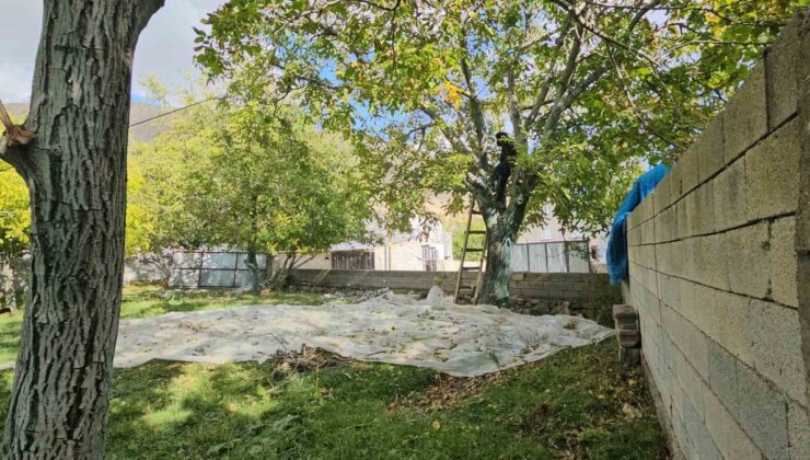 Bitlis Adilcevaz’da coğrafi işaret tescilli ceviz hasadı sürüyor