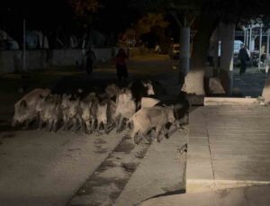 Bodrum’da yaban domuzu sürüsü Bitez’de pazara girmeye çalıştı