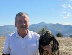 Bolu Göynük’te kanatları asfalta bulaşan şahini muhtar Metin Keskin doğaya bıraktı