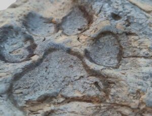 BŞEÜ’nün Tavşanlı Höyük kazısında 4 bin yıllık köpek pati izleri bulundu