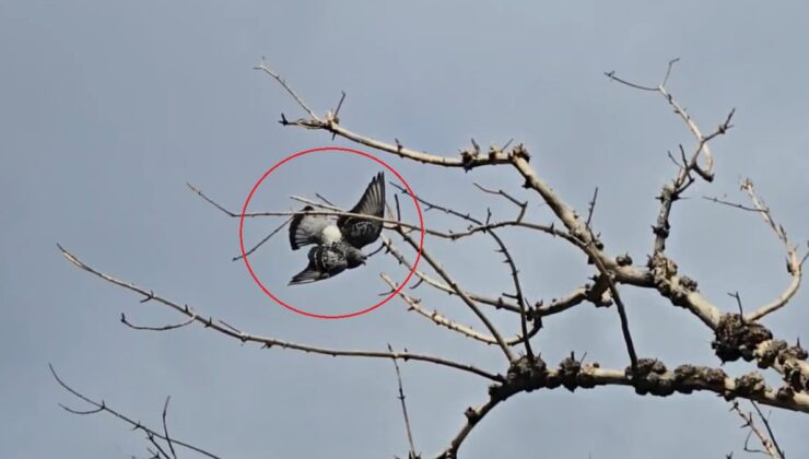 Bursa Mudanya’da ayağına ip dolanan güvercin, itfaiye ekiplerince kurtarıldı